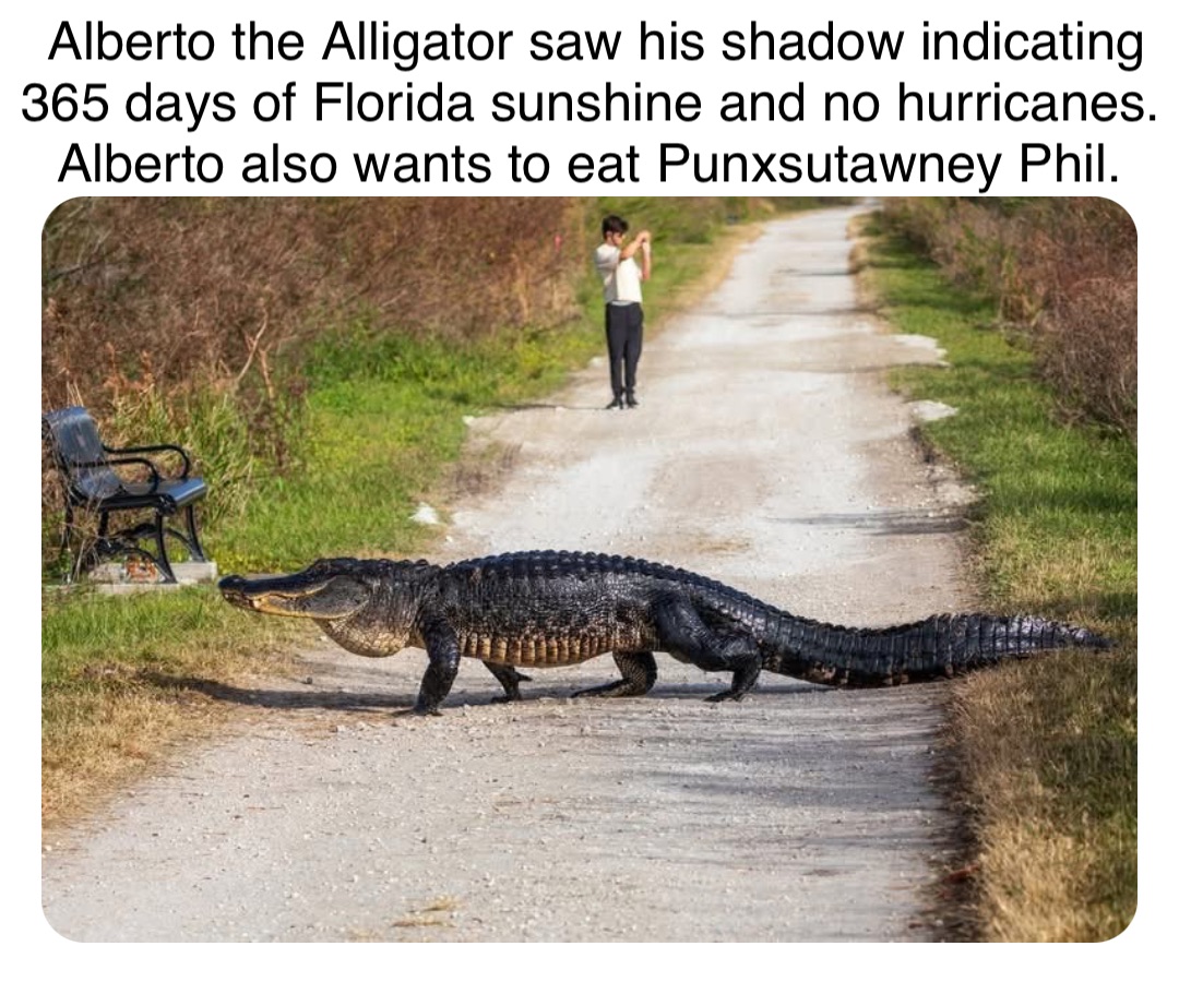 Double tap to edit Alberto the Alligator saw his shadow indicating 365 days of Florida sunshine and no hurricanes. Alberto also wants to eat Punxsutawney Phil.