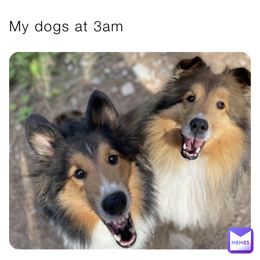 My dogs at 3am