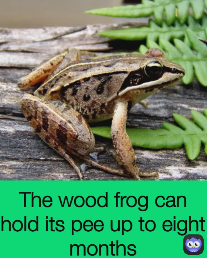 The wood frog can hold its pee up to eight months Type Text