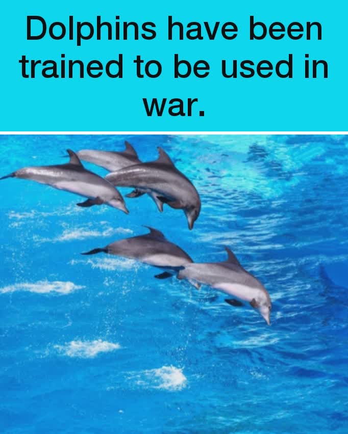 Dolphins have been trained to be used in war. | @tylerstern9 | Memes