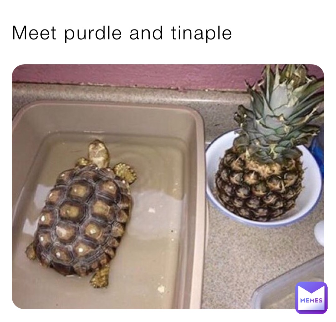 Meet purdle and tinaple