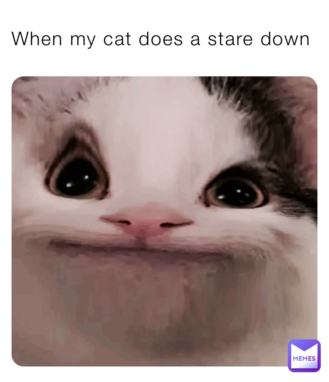 When my cat does a stare down