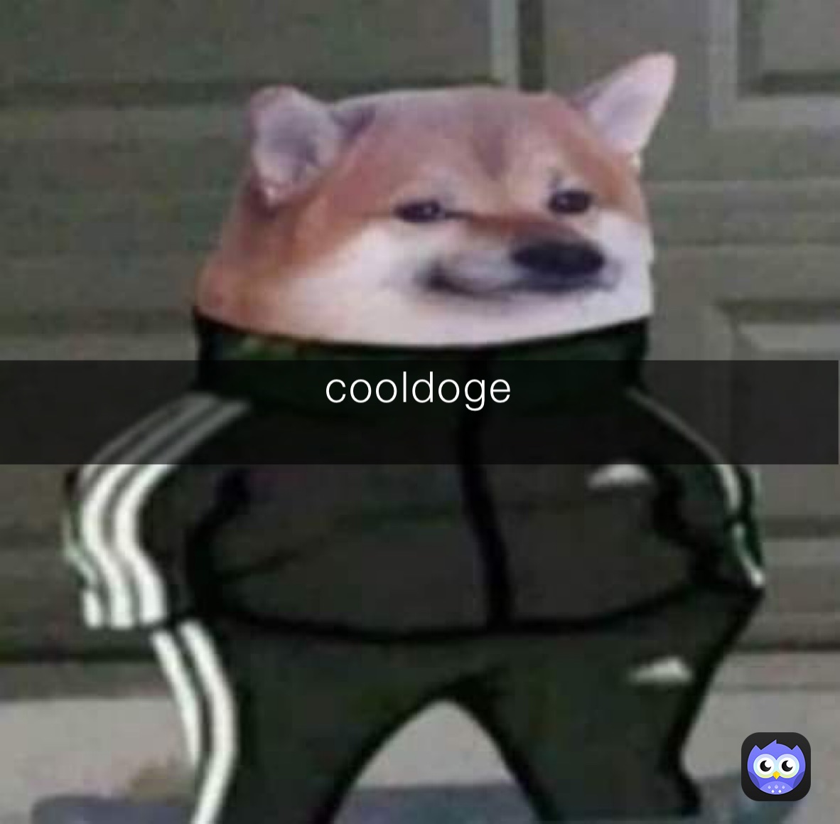 cooldoge
