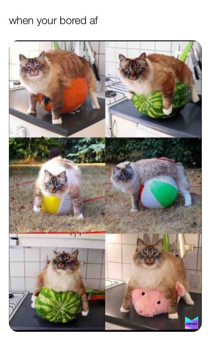 Bruh #funny #laugh #cat #on #everything #wait #what #how #ballon #😂 #outside #memes #meme #copyright #no #stealing #funnnnnnnny #