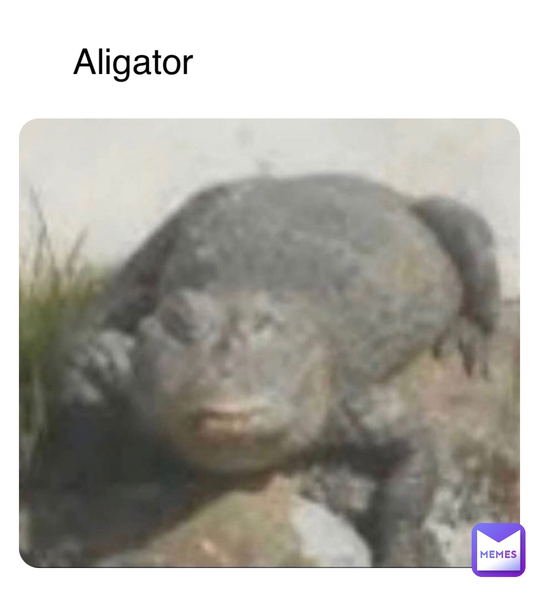 Aligator