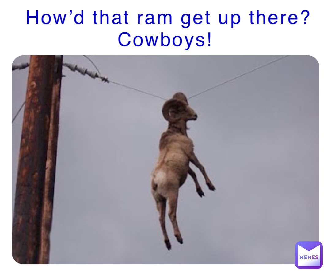 How’d that ram get up there? Cowboys!