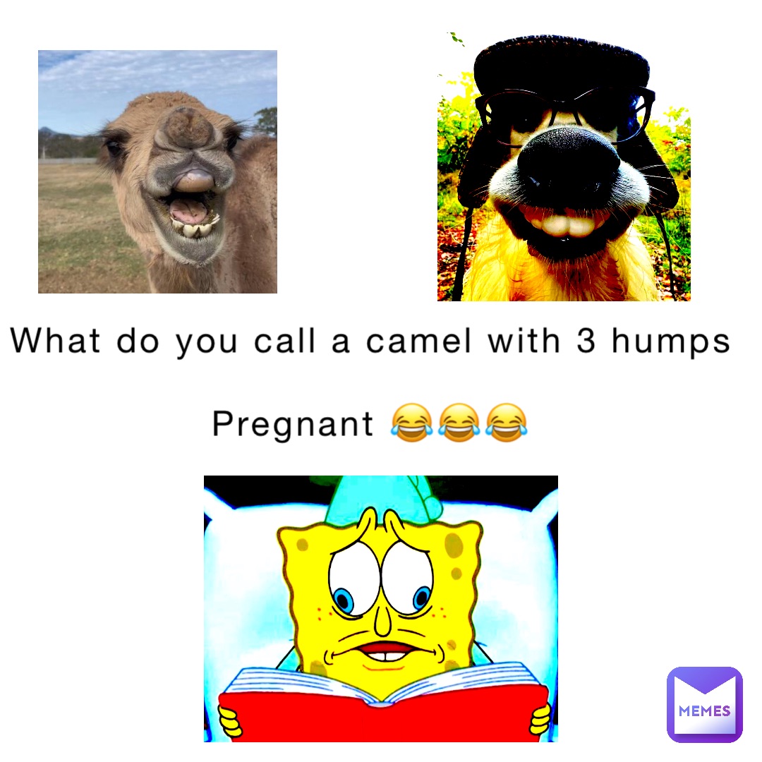What do you call a camel with 3 humps 

Pregnant 😂😂😂