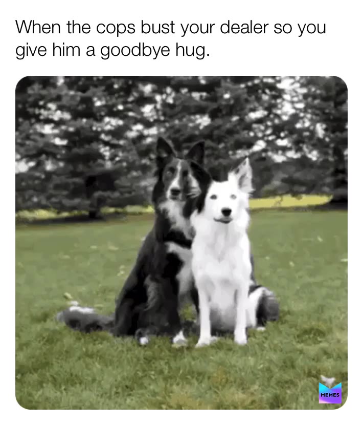 #weedhumor  #memesdailys  #memesdaily  #dogs  #cat
