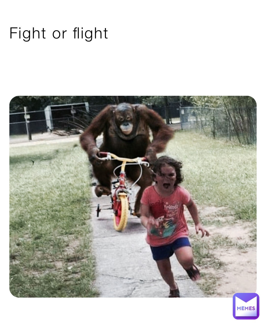 Fight or flight