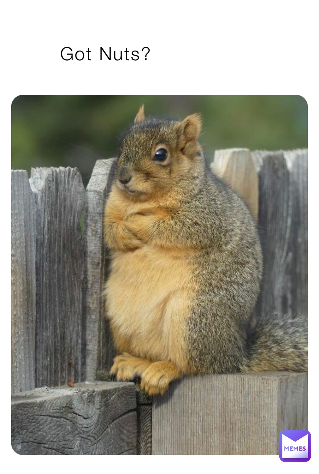 Funny Squirrel Memes Nuts Funny Squirrel Memes Nuts