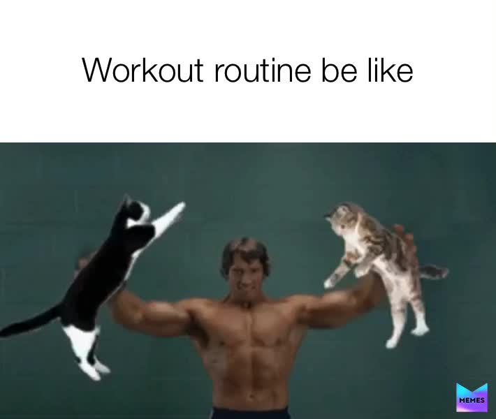 So many cats. So many different weight ranges.  #catlife  #getit  #liftbaby  #armday