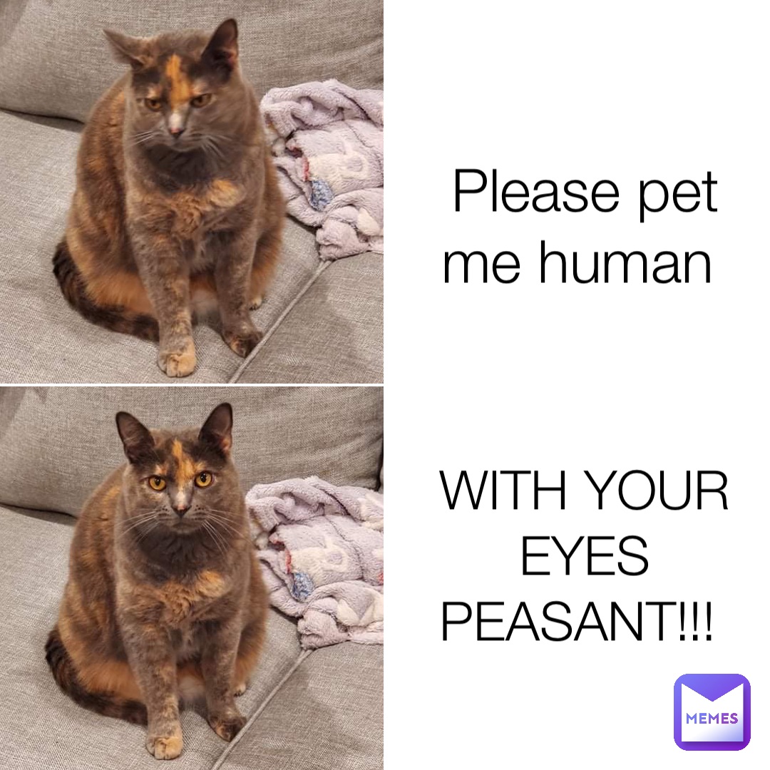 Please pet me human WITH YOUR EYES PEASANT!!!