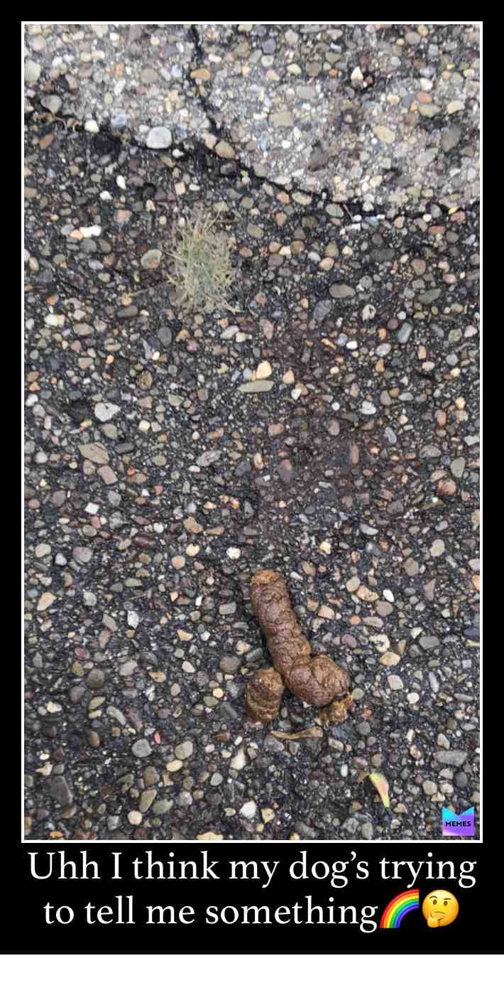 Watch where you step on my driveway😅 #animalmemes #dog #poop #funny