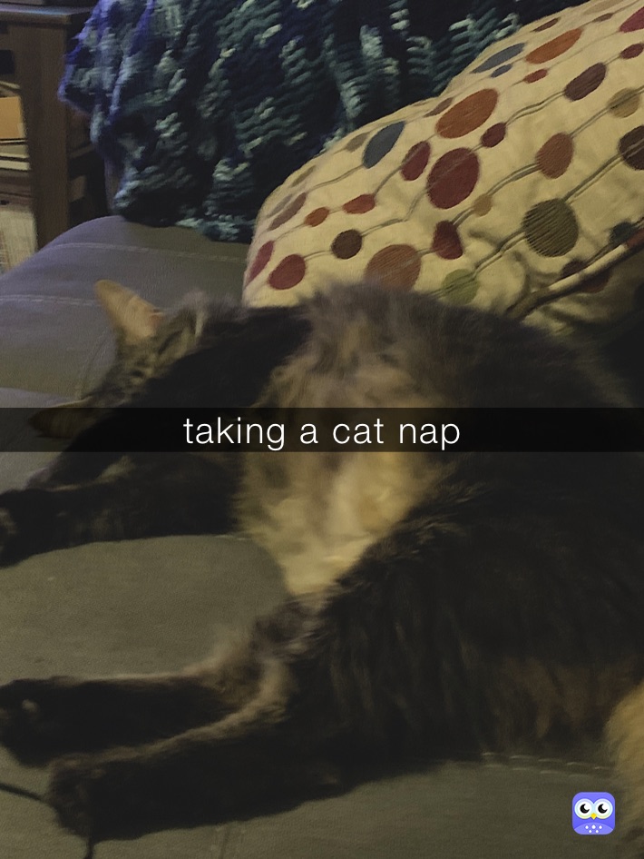 taking a cat nap