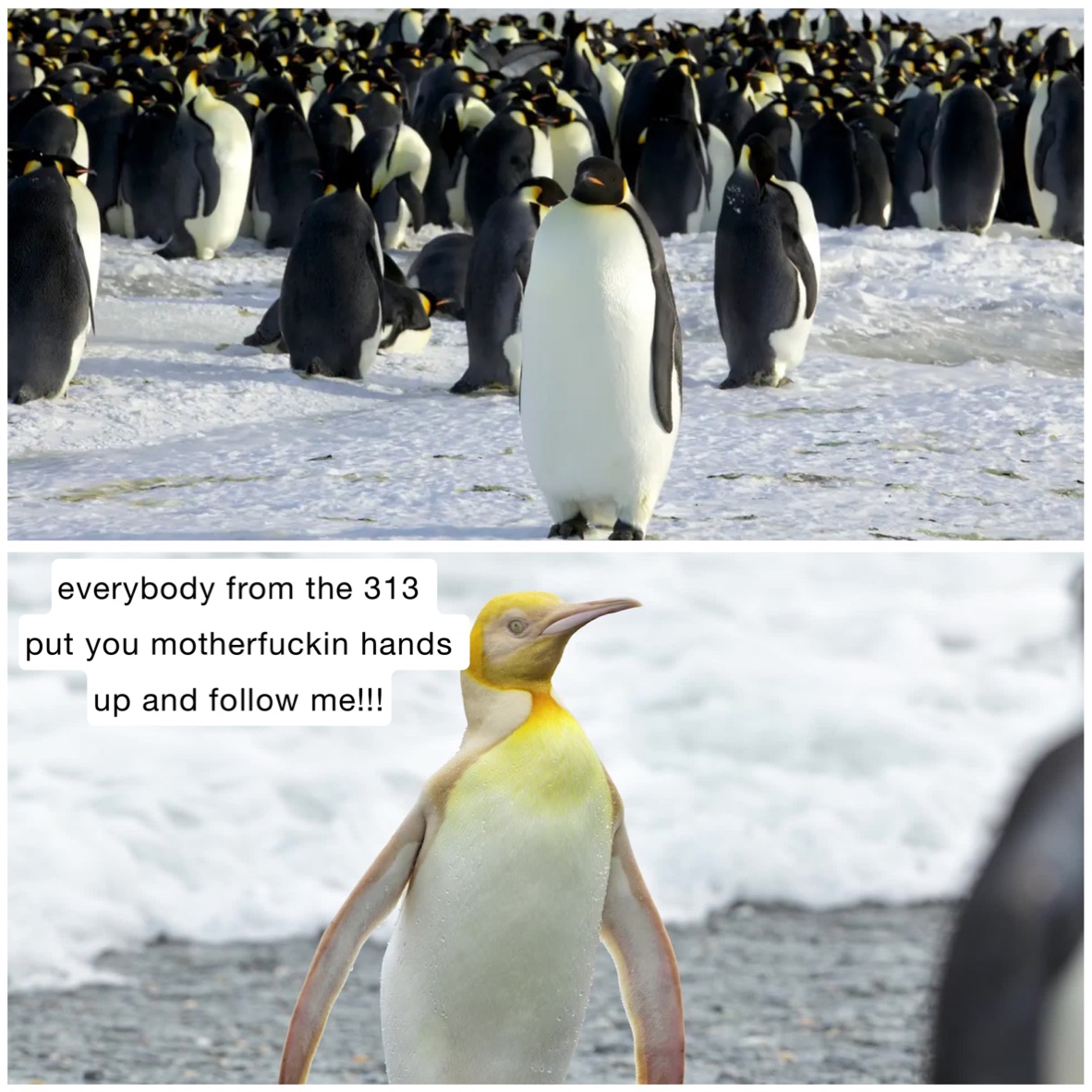 Meme by DonnieFknBonelli