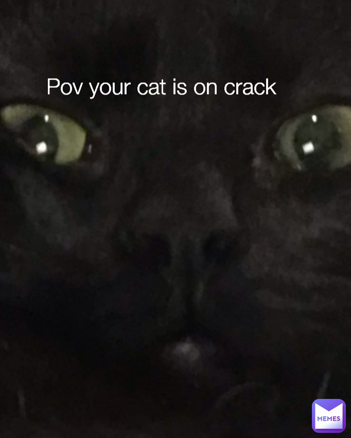 Pov your cat is on crack