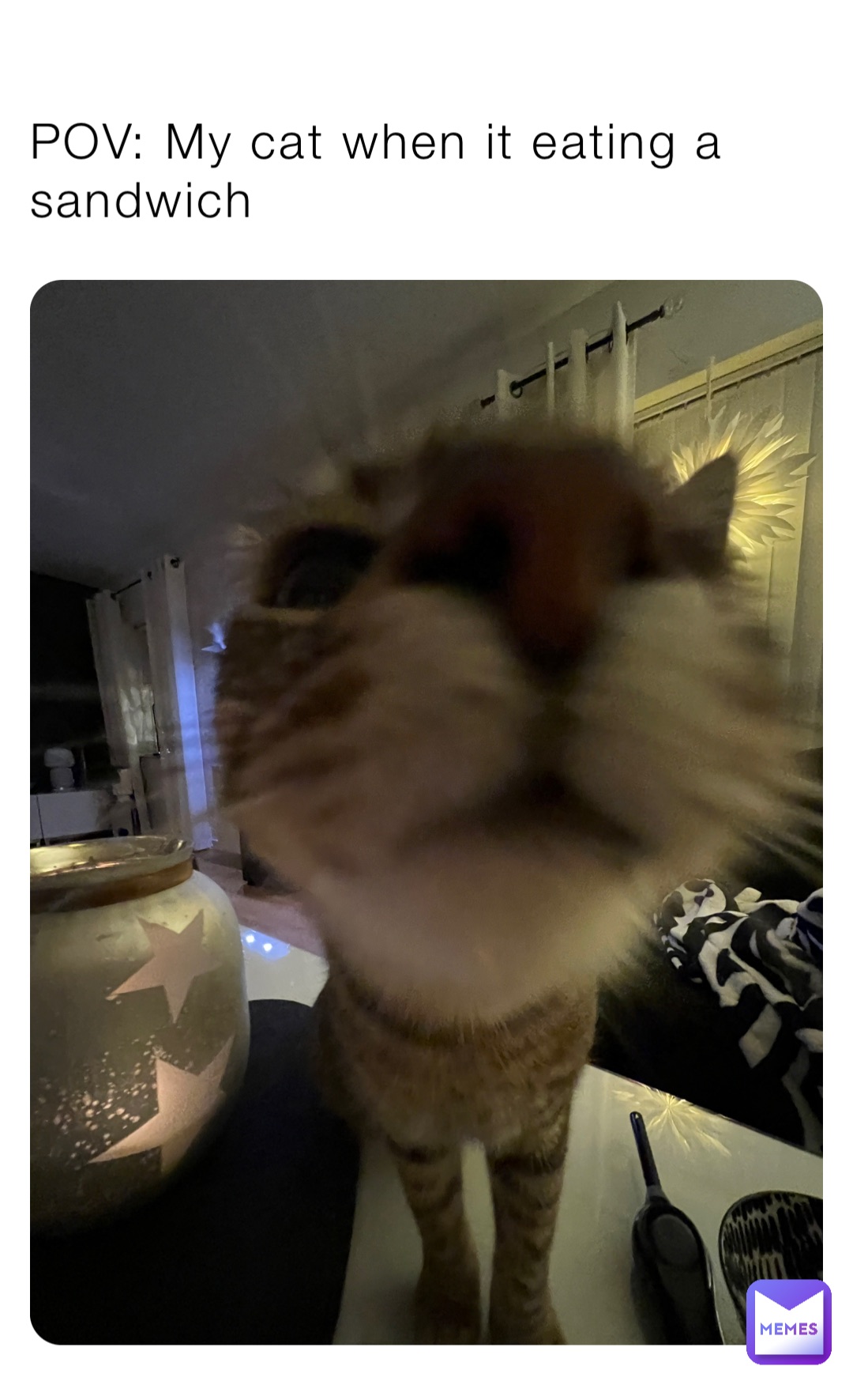 POV: My cat when it eating a sandwich