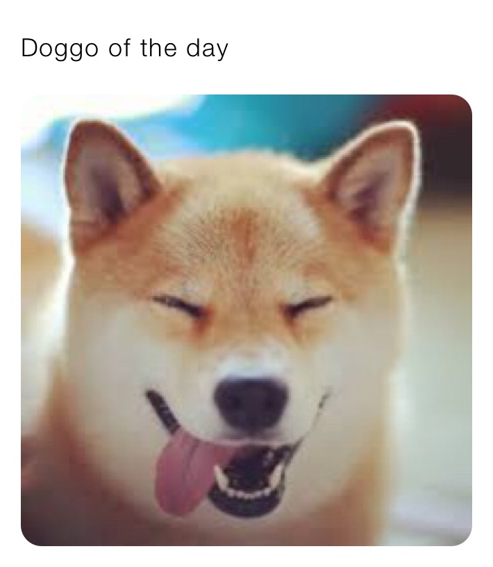 Doggo of the day