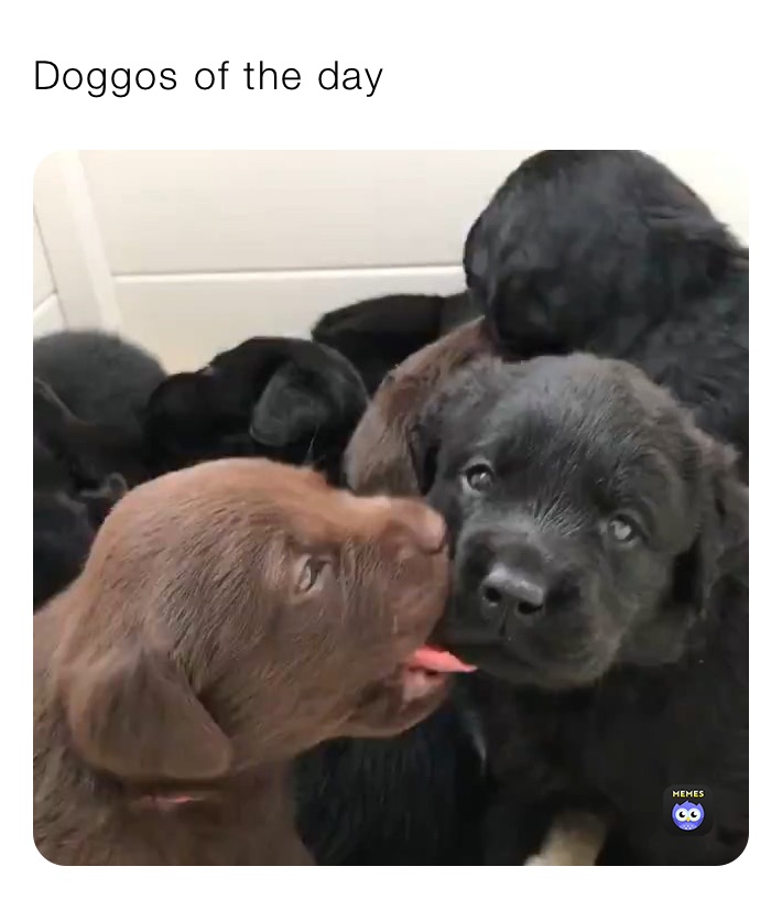 Doggos of the dag