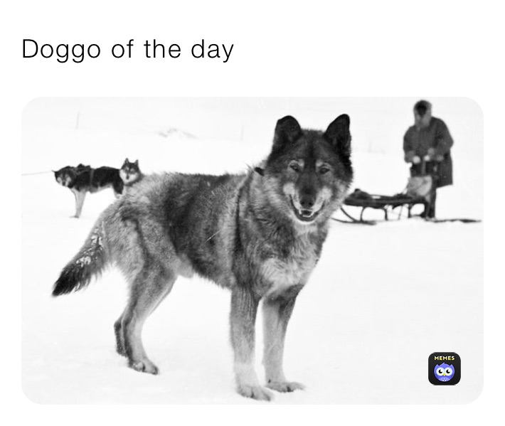 Doggo of the day