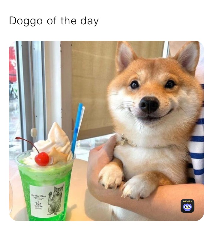 Doggo of the day