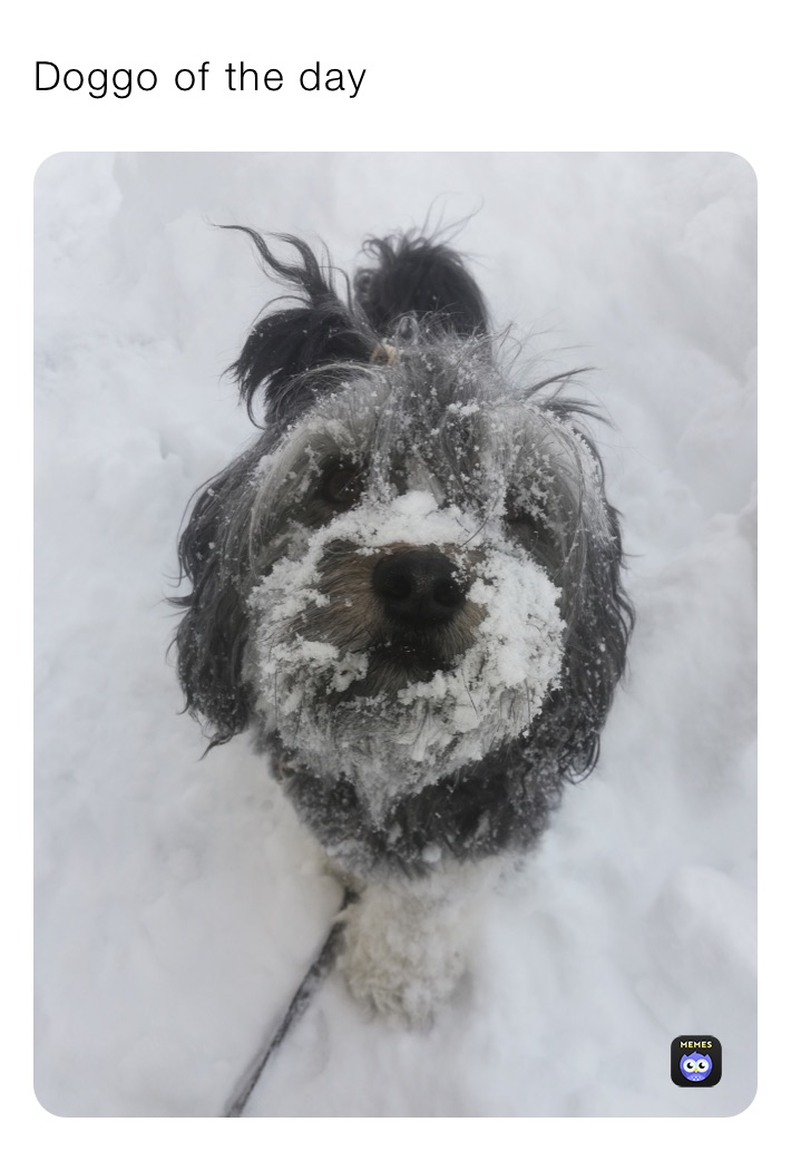 Doggo of the day