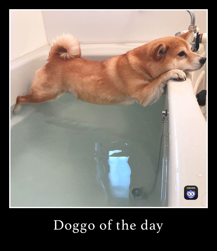 Doggo of the day