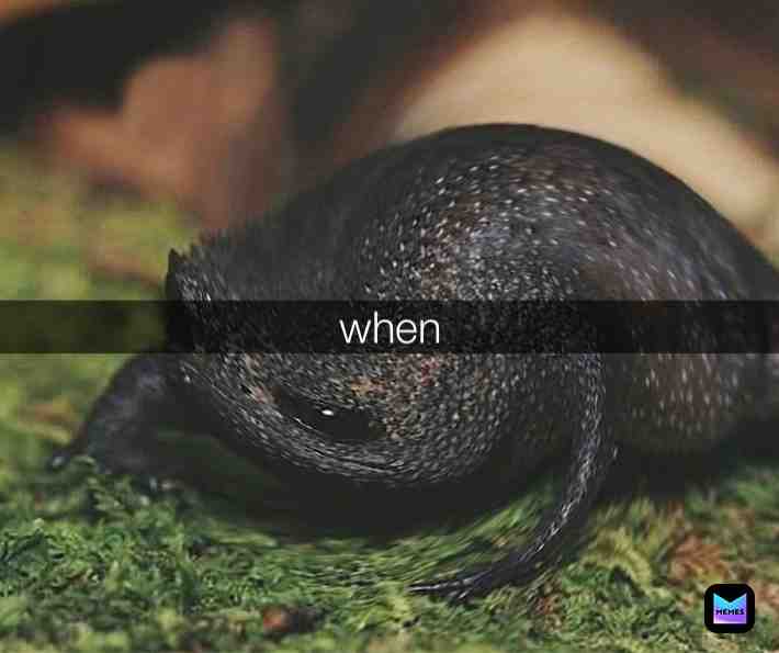 When frog #frog #when #shitpost