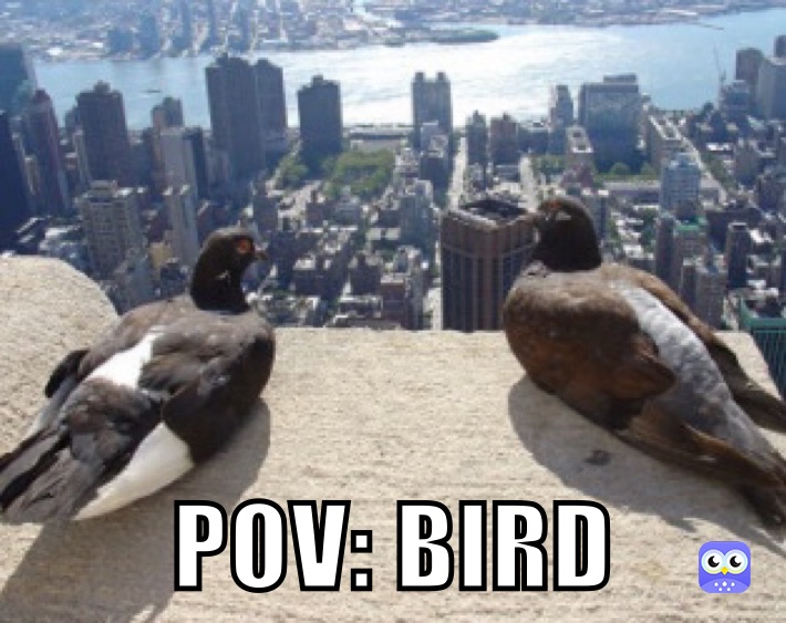 POV: BIRD