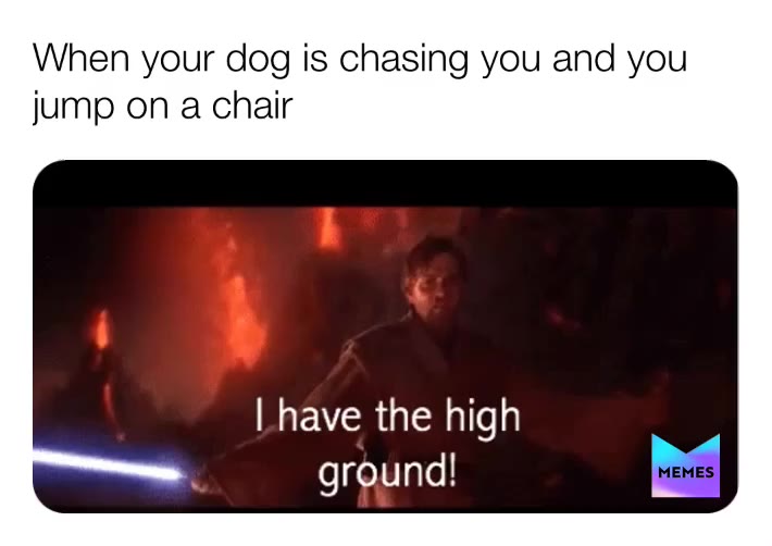 Pet owners have it rough  #pets  #obiwankenobi  #highground