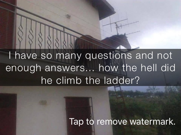 I have so many questions and not enough answers... I have so many questions and not enough answers... how the hell did he climb the ladder?