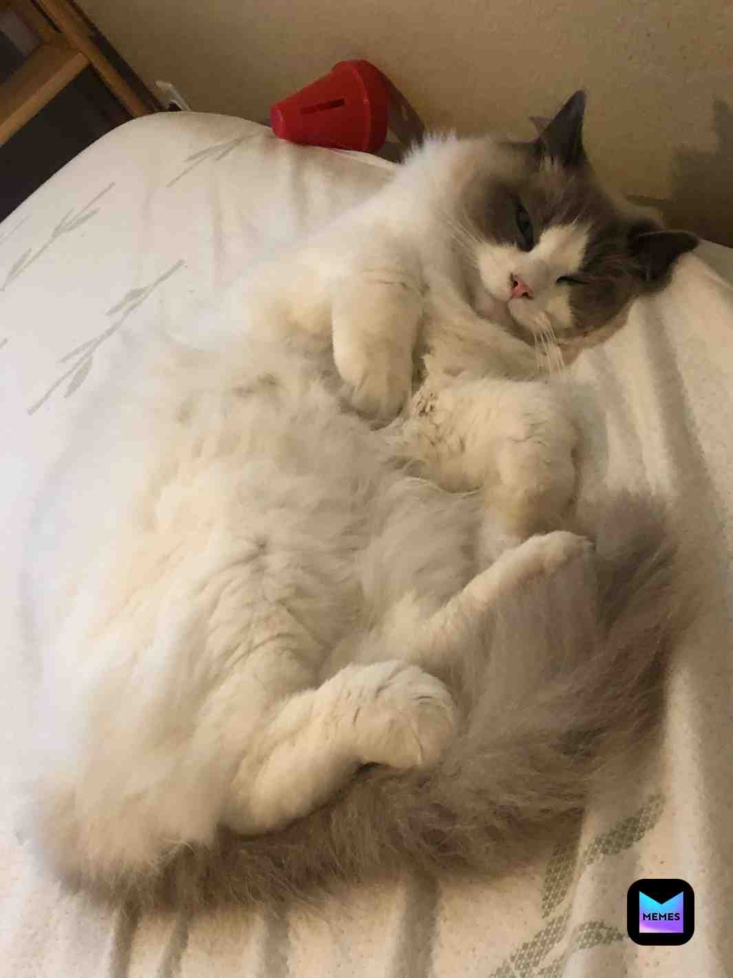 ​Cute cat ​Cute cat