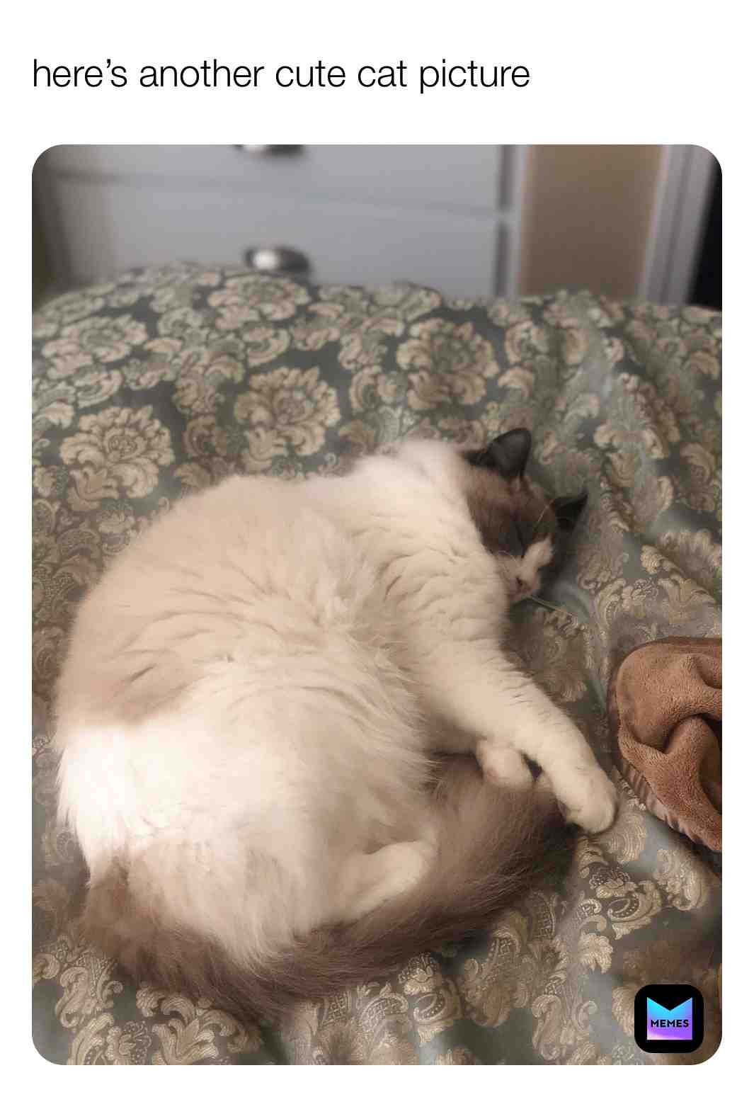 ​Cute cat