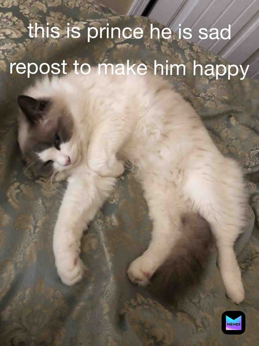 ​Cute cat