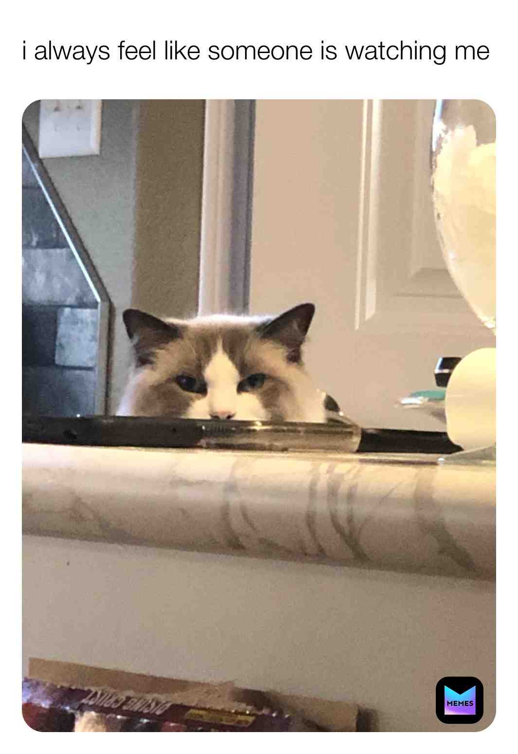 ​Cute cat