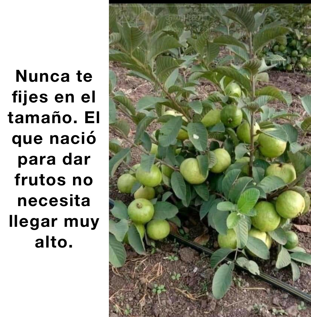 Nunca te fijes en el tamaño. El que nació para dar frutos no necesita llegar muy alto.