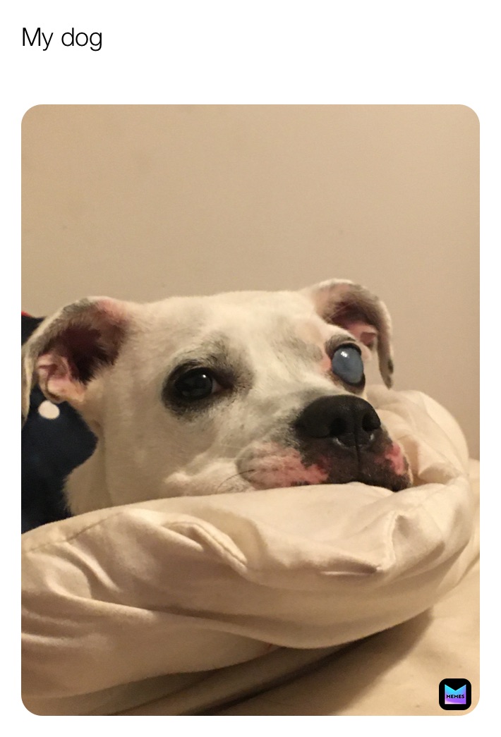 Meme by Duetz_Agcostar26