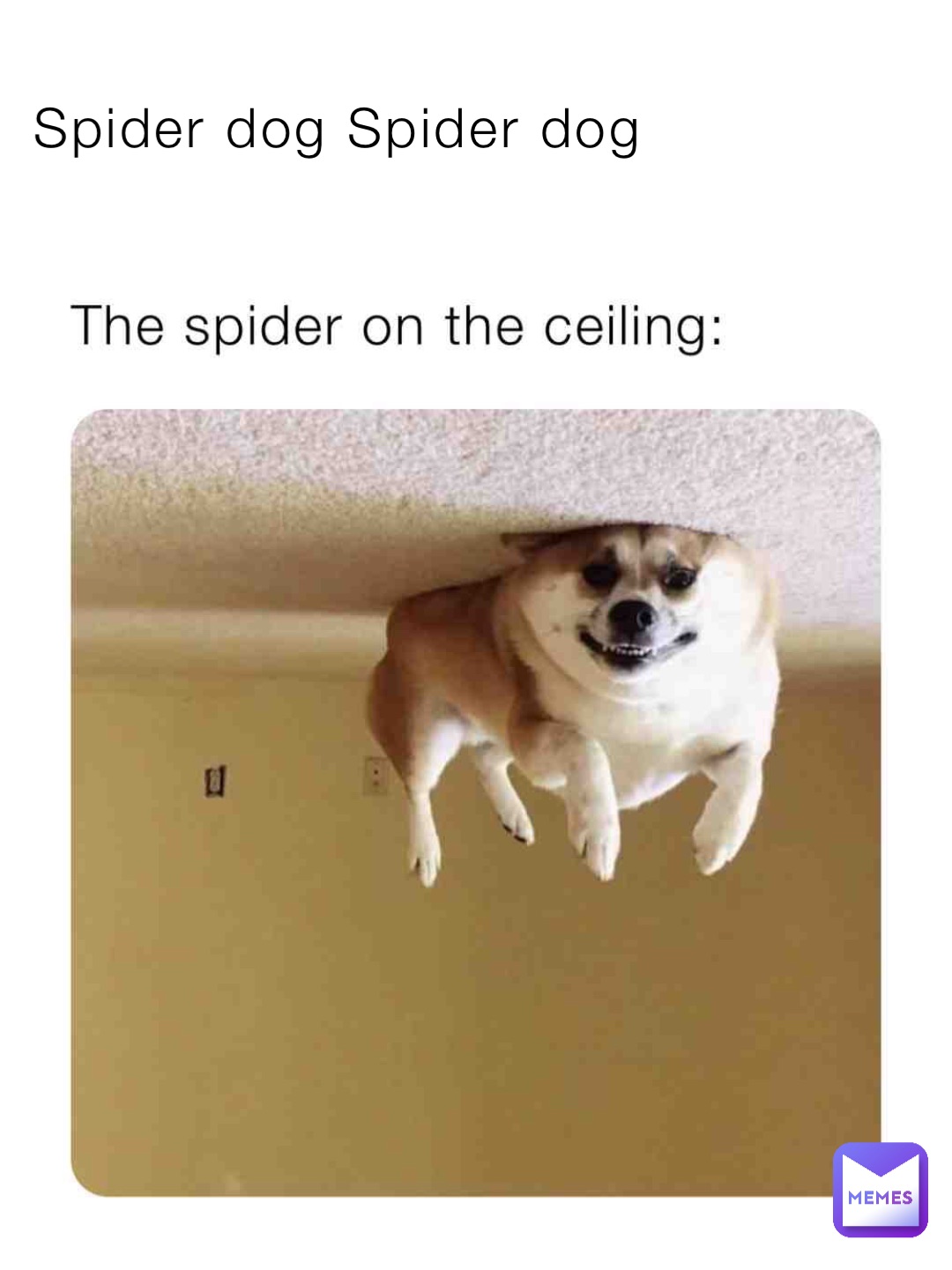 Spider dog Spider dog