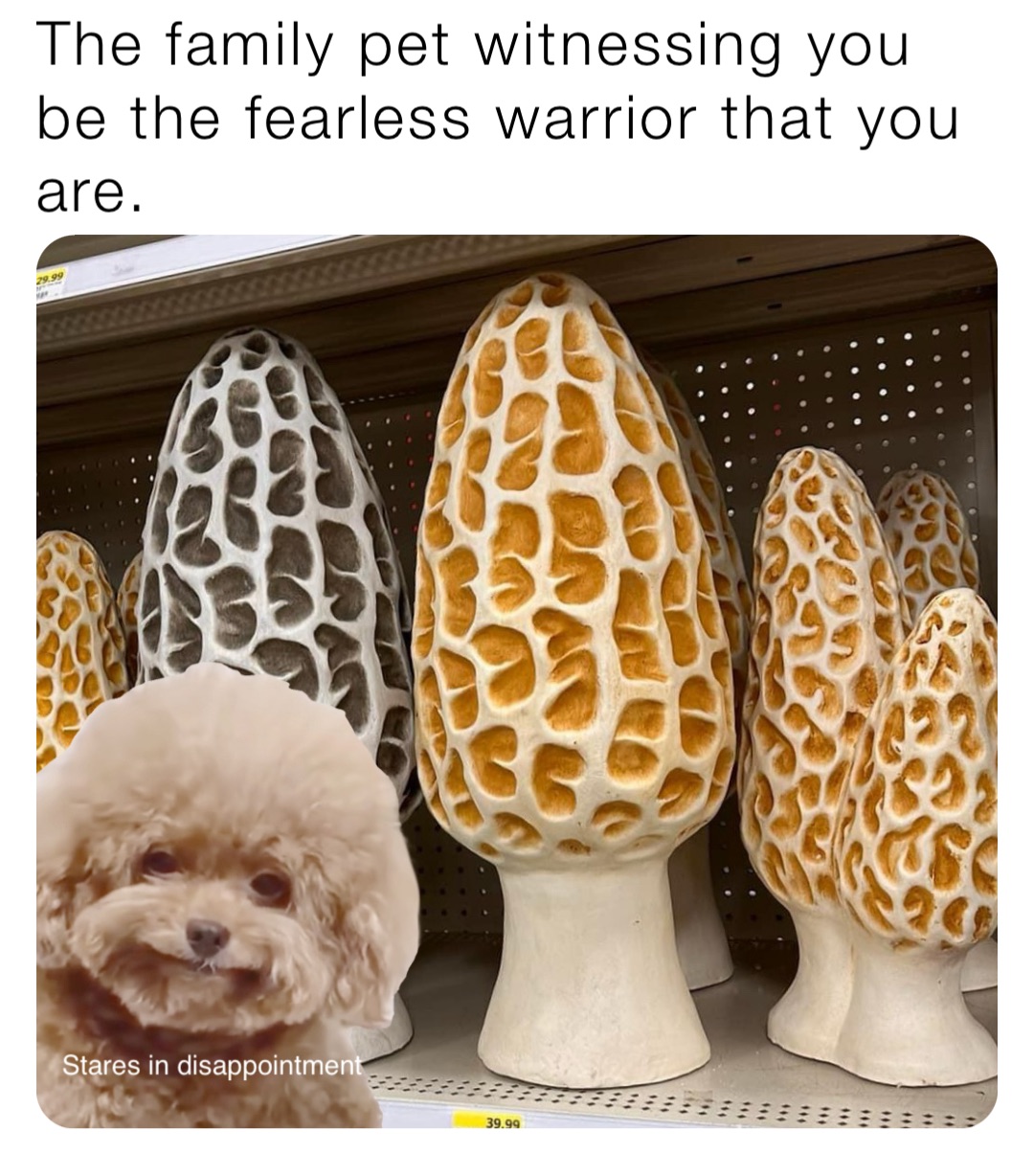 The family pet witnessing you be the fearless warrior that you are. Stares in disappointment
