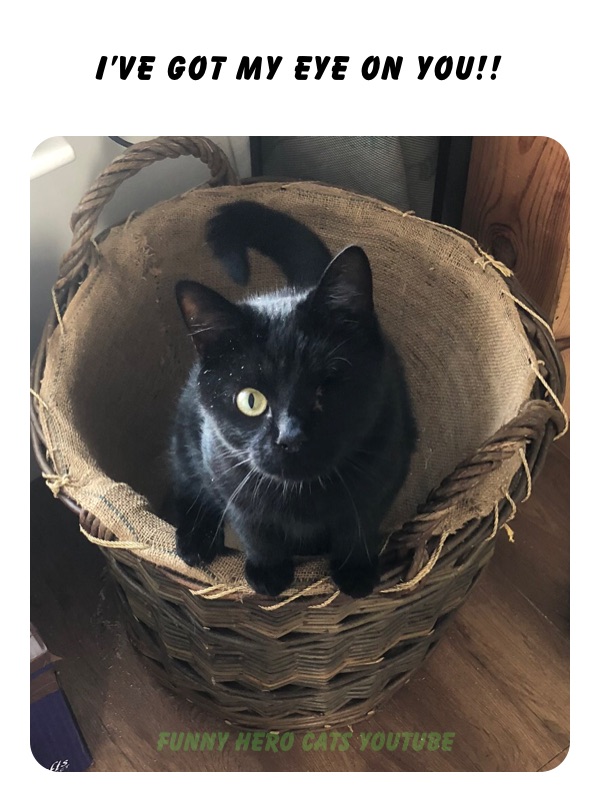 Meme by Bilbo_Catkins