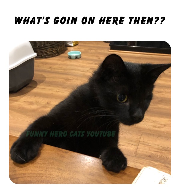 Meme by Bilbo_Catkins