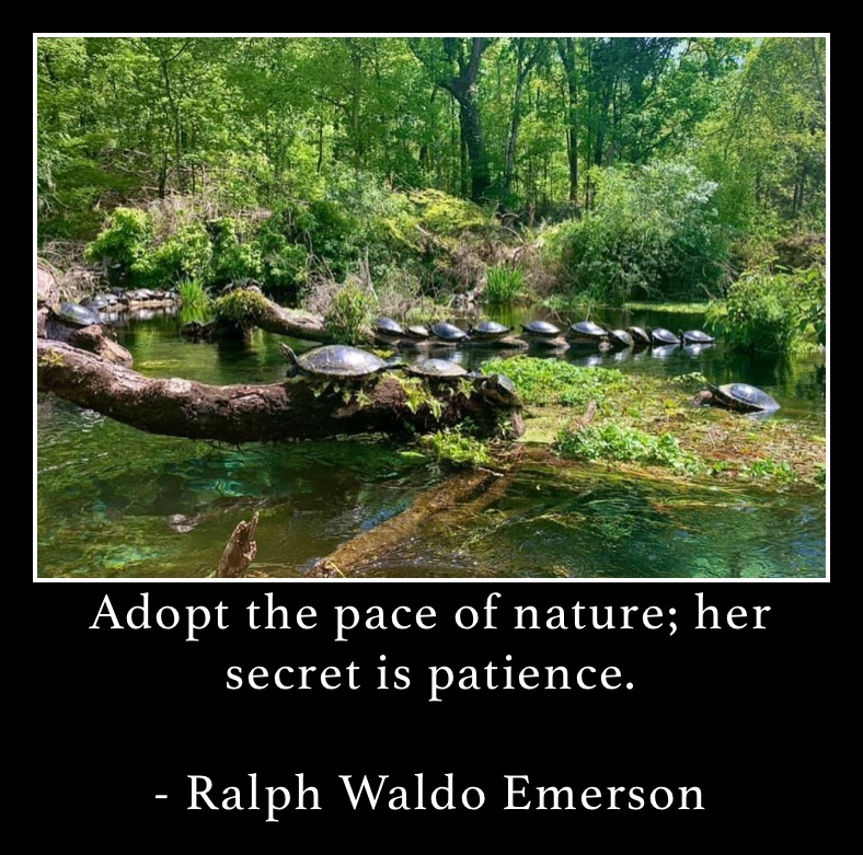 Adopt the pace of nature; her secret is patience. 

- Ralph Waldo Emerson