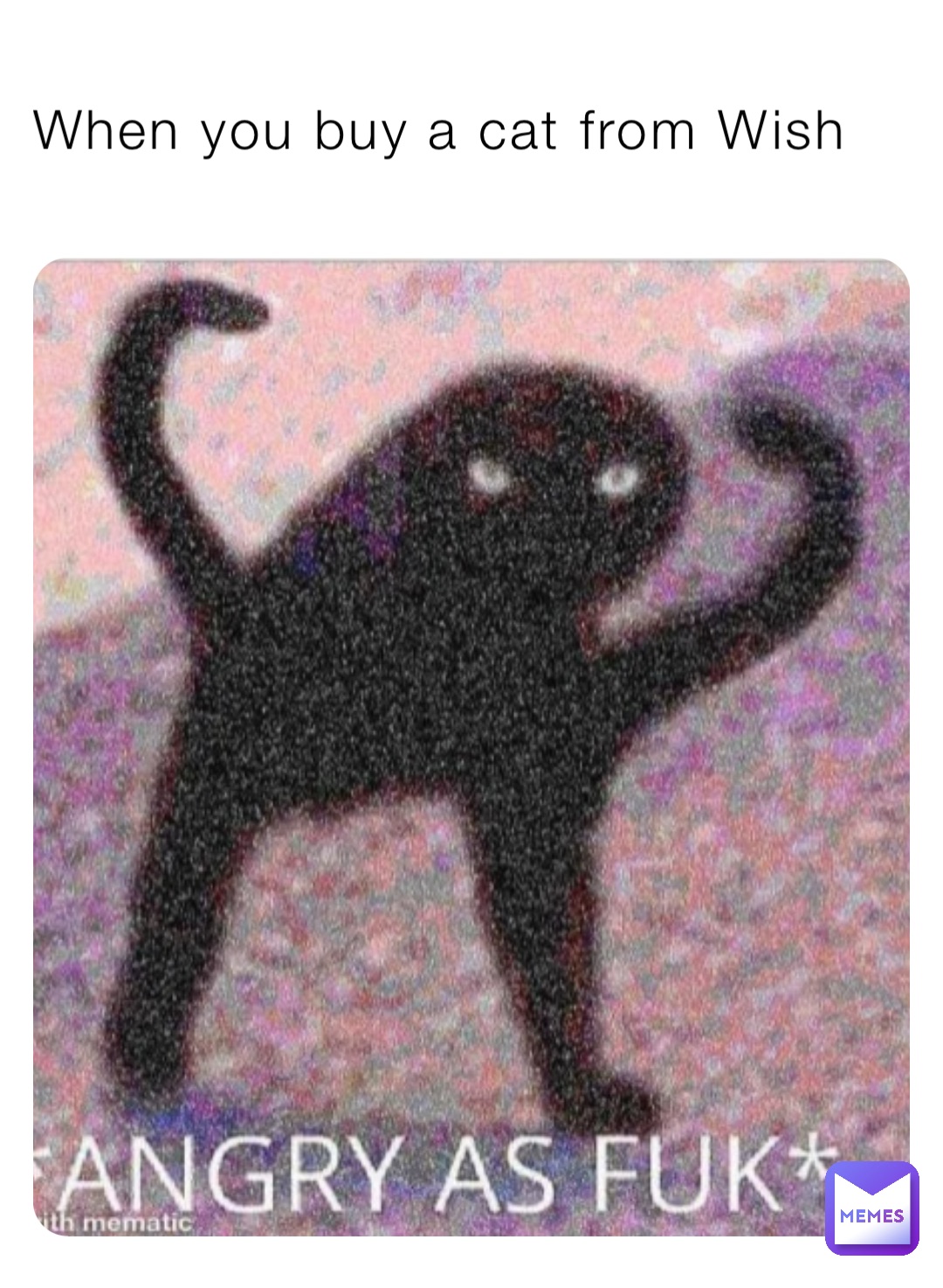 When you buy a cat from Wish