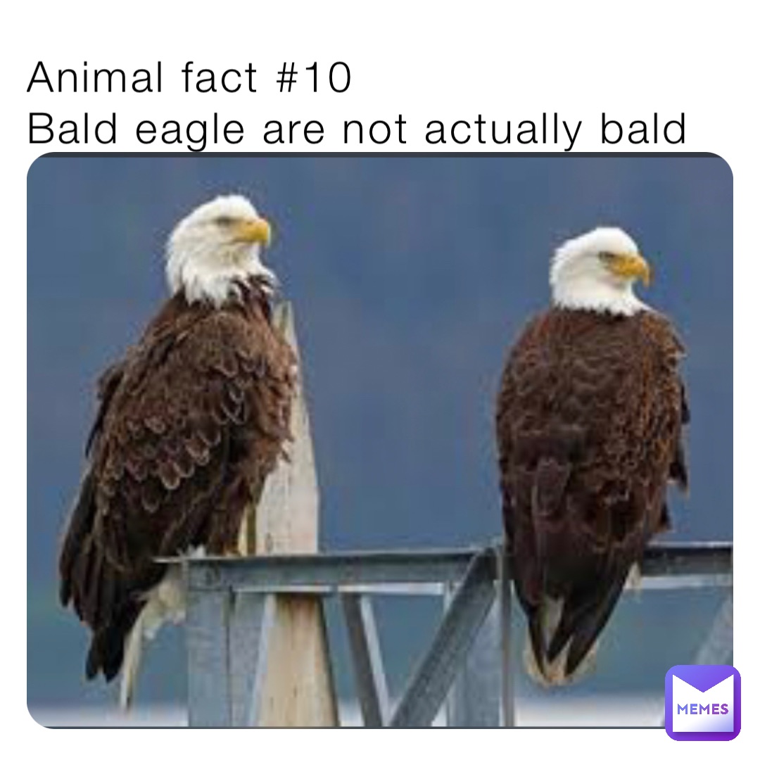 Animal fact #10
Bald eagle are not actually bald