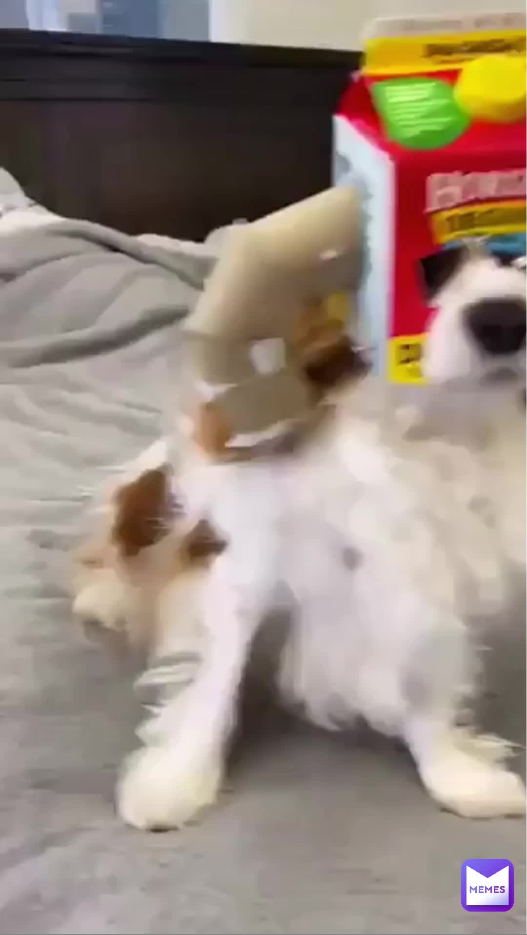 Warrior dog