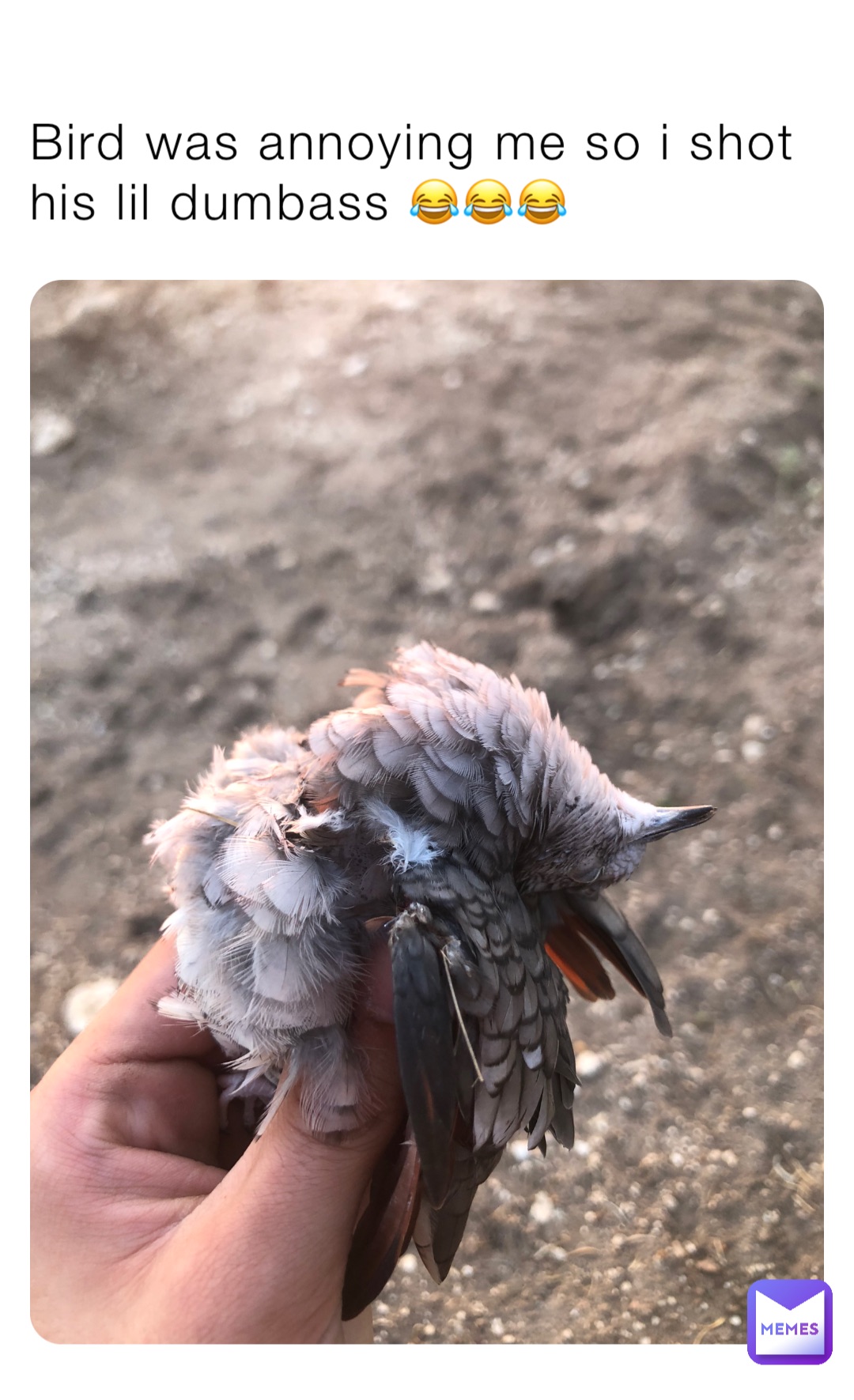 Bird was annoying me so i shot his lil dumbass 😂😂😂