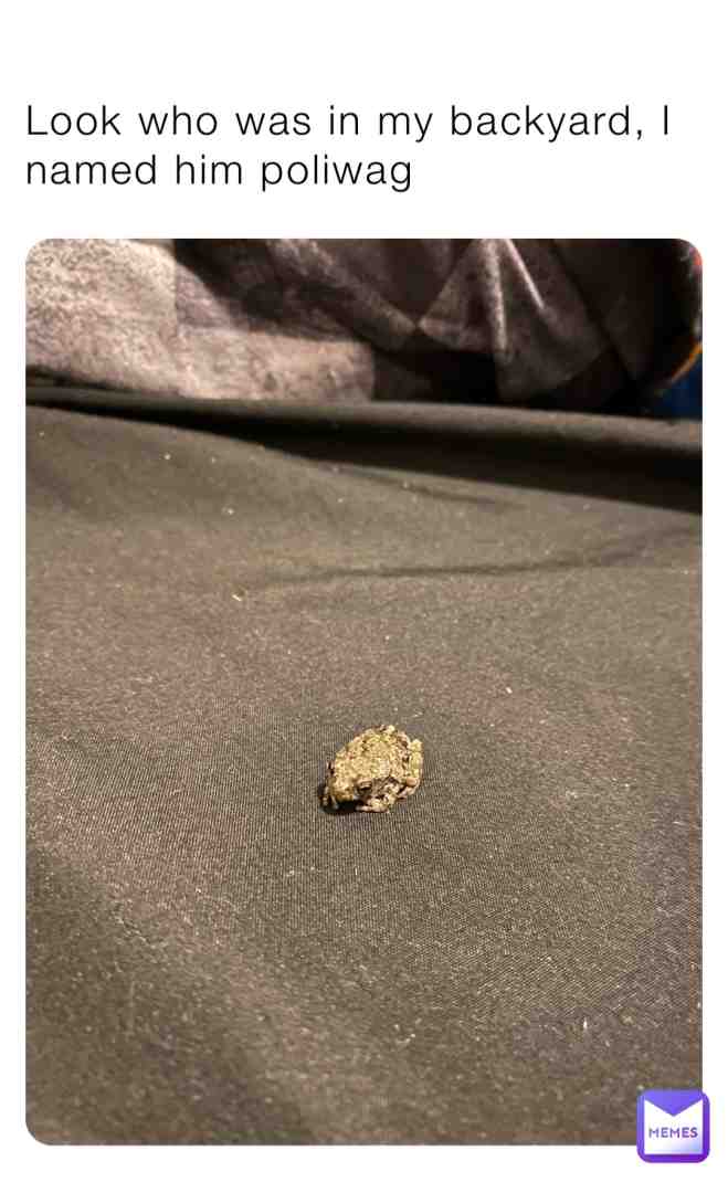 He’s a grey tree frog so he’s gonna be tiny his whole live, they grow up to 1.25 inches while he is  half a centimeter ground up, I did my research and he is a guy, you can tell if the belly is another color than the rest of the body,  #frog  #pet