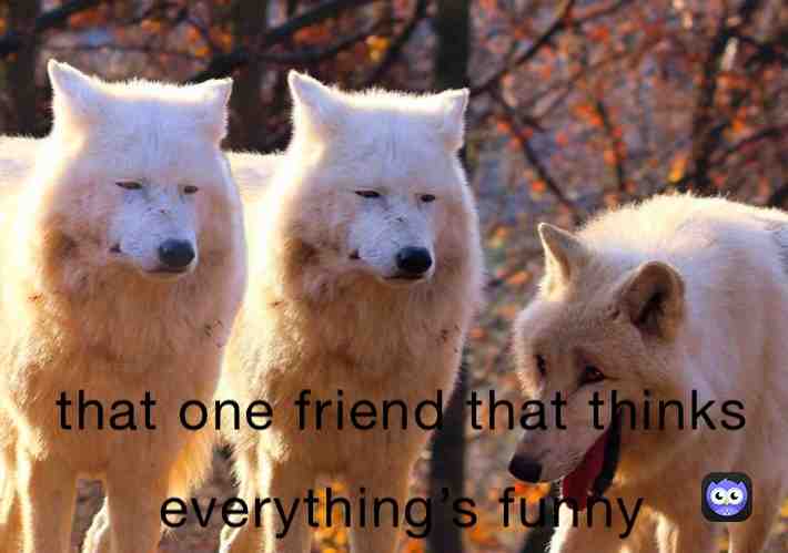  #meme #lol #funny #wolf
