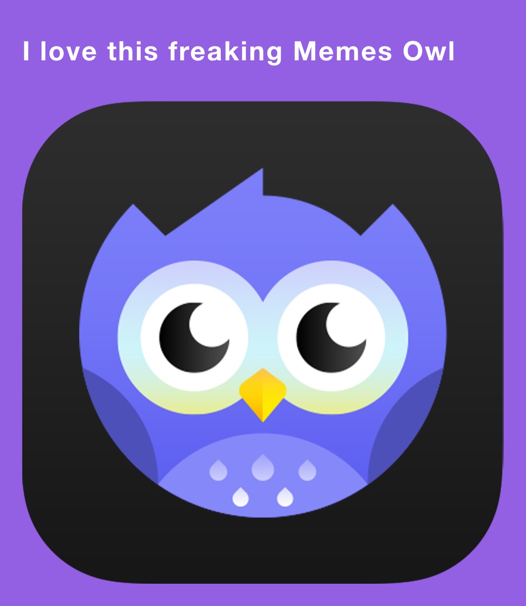 I love this freaking Memes Owl 