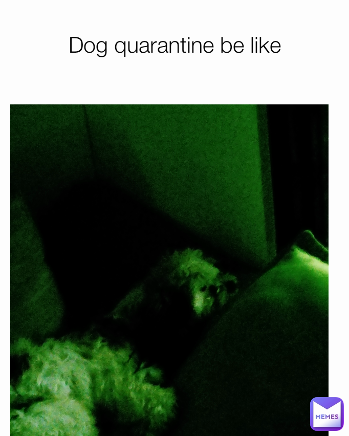 Dog quarantine be like CatMemers Memes